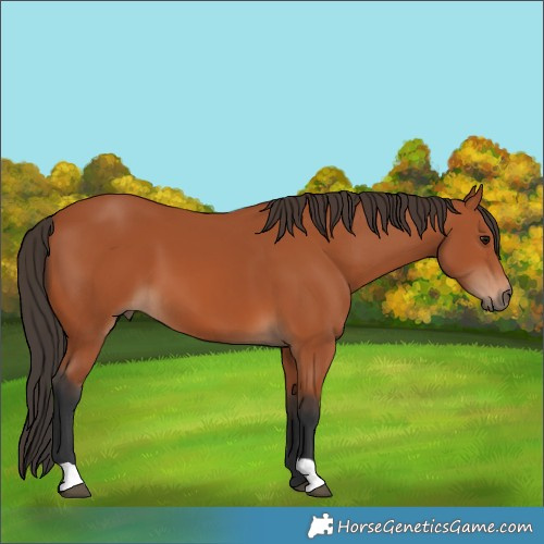 Horse Color:Bay 