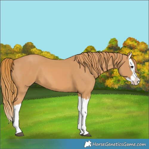 Horse Color:Chestnut Splash 