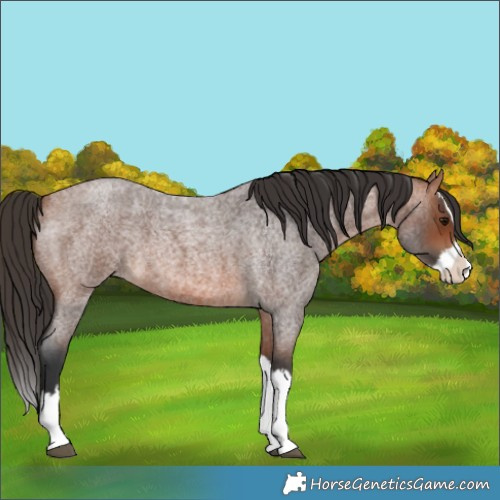 Horse Color:Bay Roan Splash