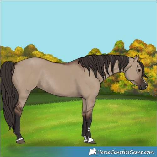 Horse Color:Liver Red Dun Rabicano 