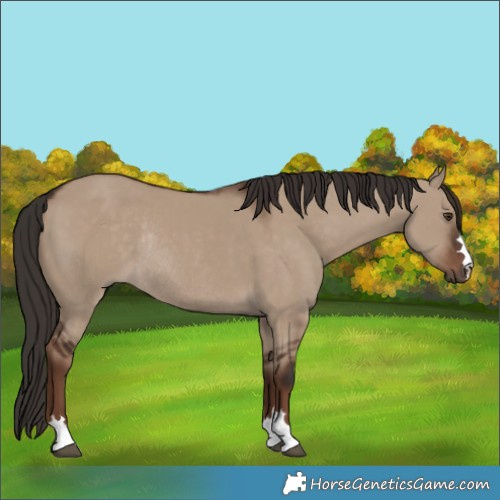 Horse Color:Liver Red Dun Rabicano