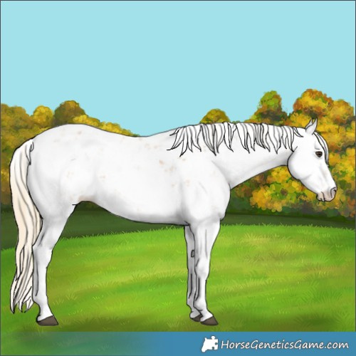 Horse Color:Chestnut Sabino