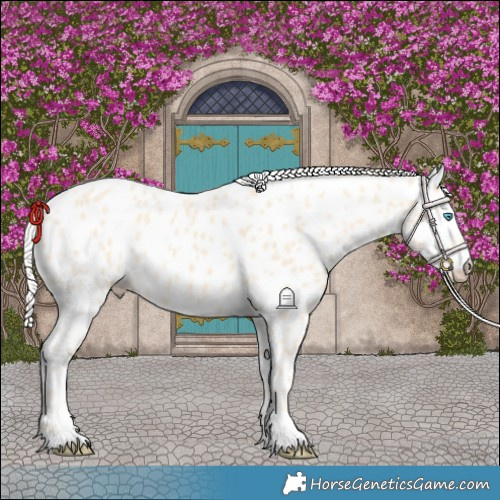 Horse Color:Cremello Near Leopard 