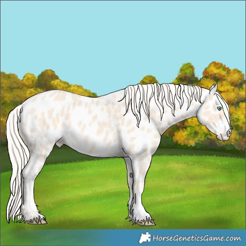 Horse Color:Cremello Appaloosa
