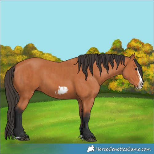 Horse Color:Bay Splash Frame  and Bay Splash Frame 