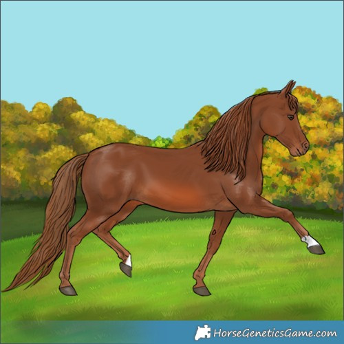 Horse Color:Chestnut 