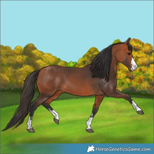 Horse Color:Bay 