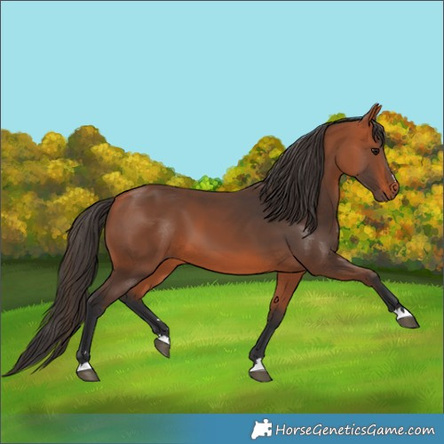 Horse Color:Bay 