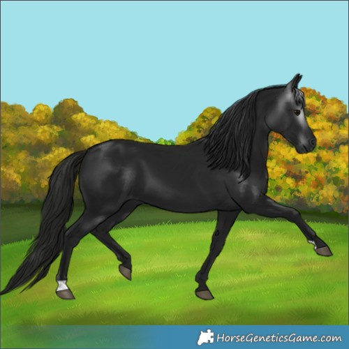 Horse Color:Gray Black 