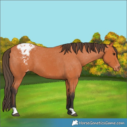 Horse Color:Bay Blanket 