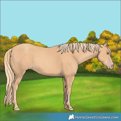 Horse Color:Gold Champagne 