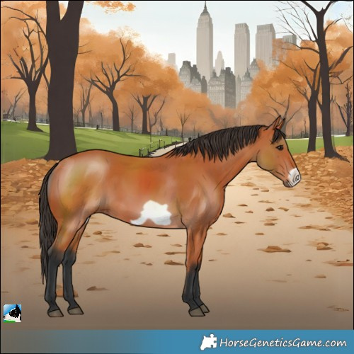 Horse Color:Bay Frame