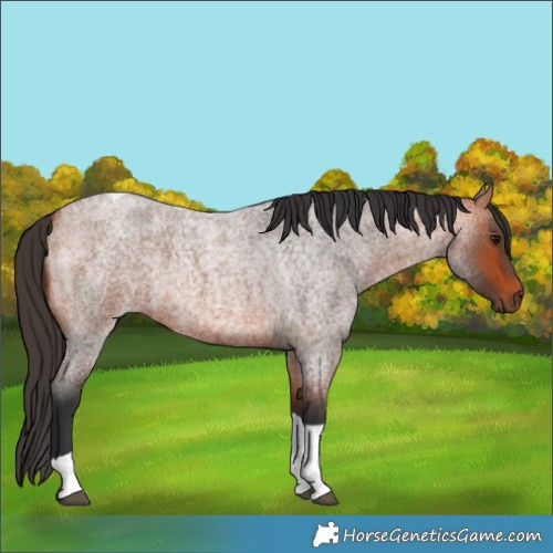 Horse Color:Bay Roan Tobiano 