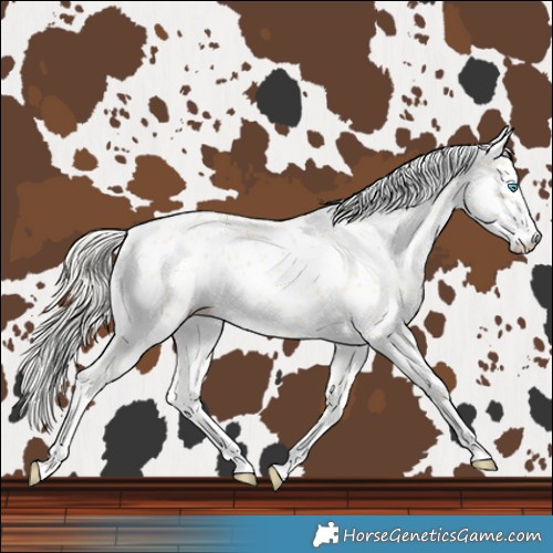 Horse Color:Cremello Leopard