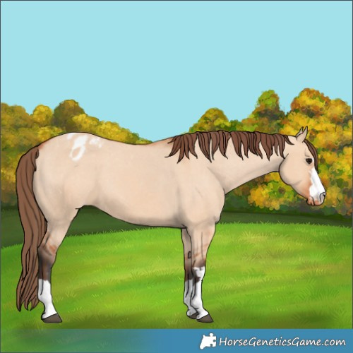 Horse Color:Bay Dun Blanket 