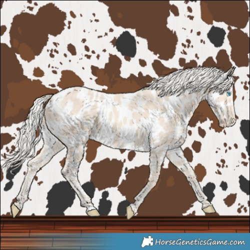 Horse Color:Cremello Near Leopard 