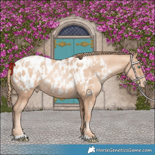 Horse Color:Gold Champagne Pearl Near Leopard Rabicano and Gold Champagne Pearl Near Leopard Rabicano