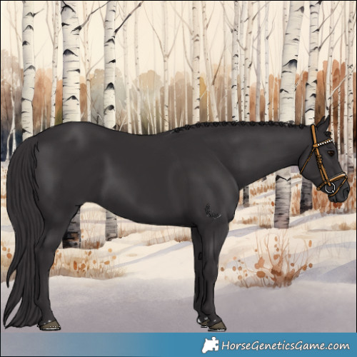 Horse Color:Smoky Black