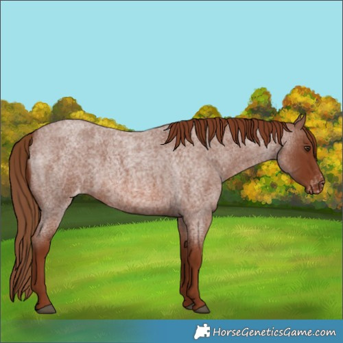 Horse Color:Red Roan Varnish