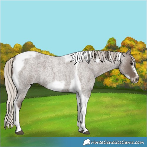 Horse Color:Silver Blue Roan Tobiano Frame