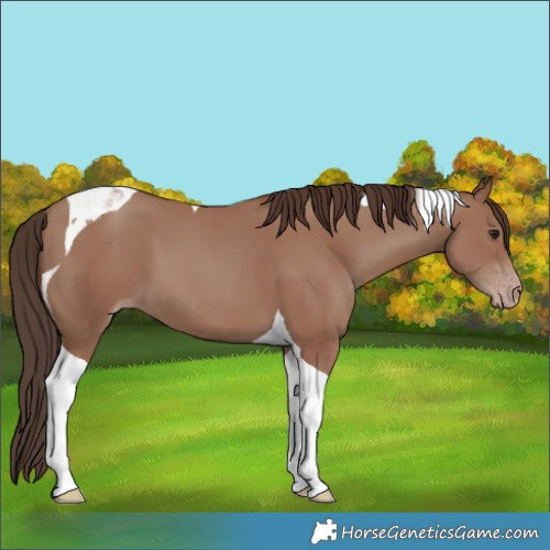 Horse Color:Classic Champagne Tobiano