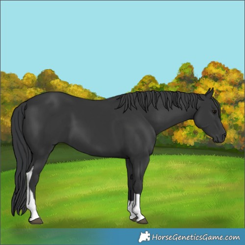 Horse Color:Black Tobiano 