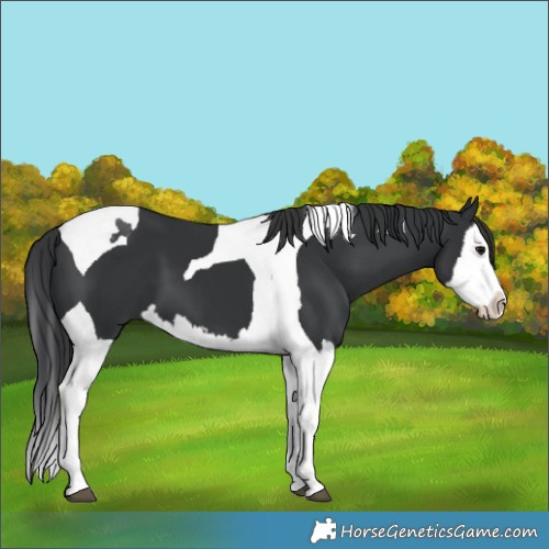 Horse Color:Black Splash Tobiano 