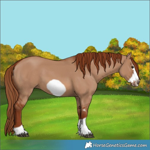 Horse Color:Red Dun Frame 