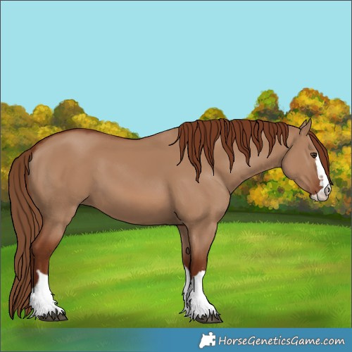 Horse Color:Red Dun 