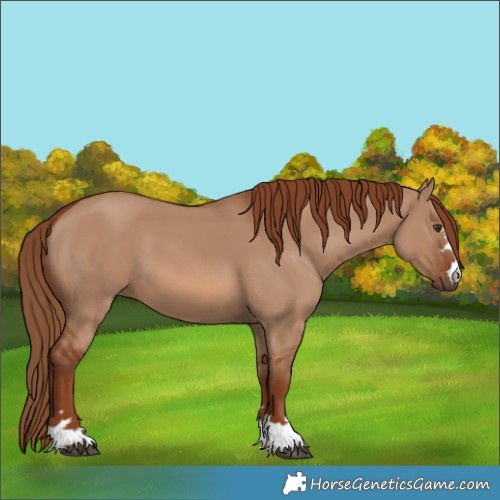 Horse Color:Red Dun