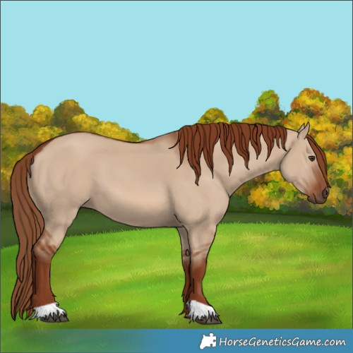 Horse Color:Red Dun 