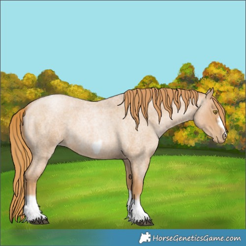 Horse Color:Red Roan Pearl Tobiano Frame