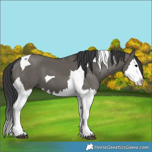 Horse Color:Grullo Splash Tobiano 