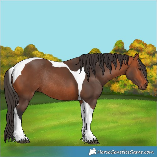 Horse Color:Bay Tobiano Rabicano 