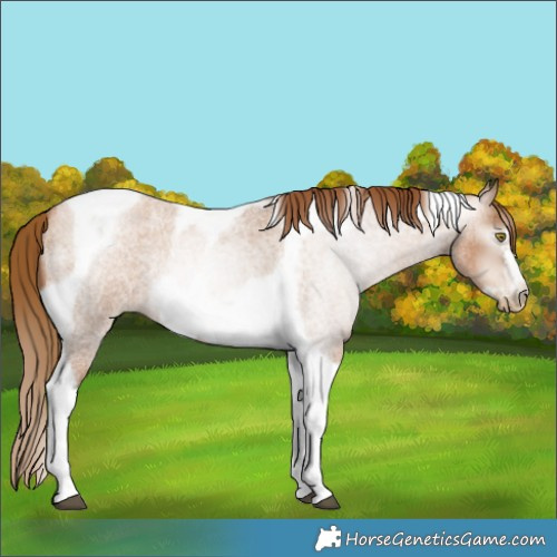 Horse Color:Gray Red Roan Pearl Tobiano Frame 