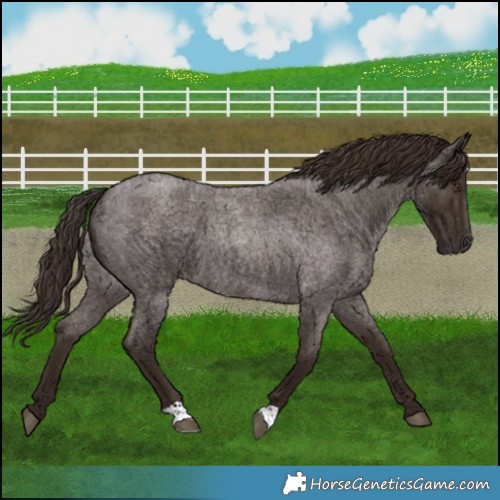 Horse Color:Liver Red Roan