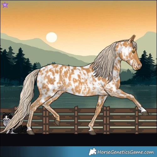 Horse Color:Palomino Near Leopard  and Palomino Near Leopard 