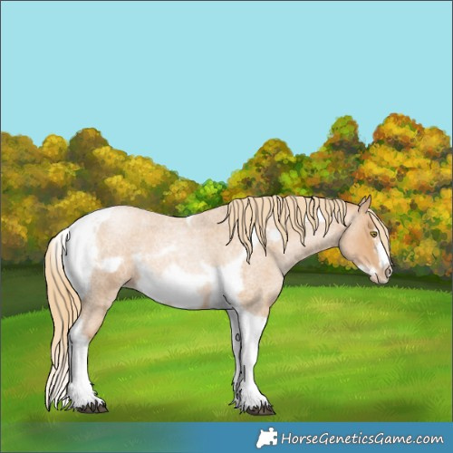 Horse Color:Red Roan Pearl Tobiano Frame