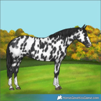 Horse Color:Black Near Leopard