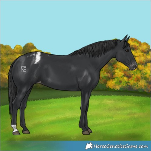 Horse Color:Black Varnish 