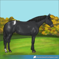 Horse Color:Black Varnish 