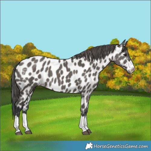 Horse Color:Grullo Near Leopard 