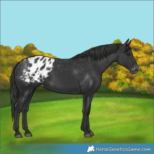 Horse Color:Black Blanket 