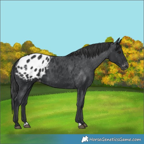 Horse Color:Black Appaloosa 