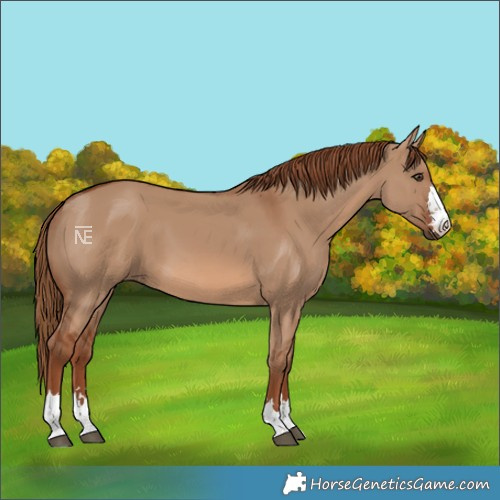 Horse Color:Red Dun