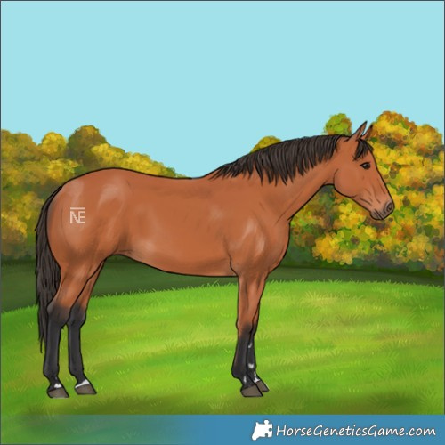 Horse Color:Bay 