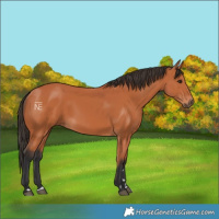 Horse Color:Bay 