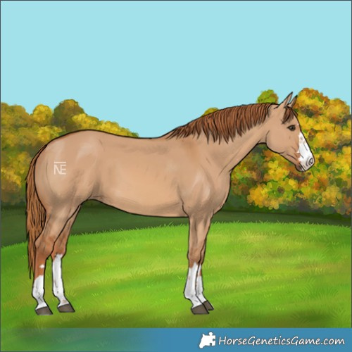 Horse Color:Red Dun 