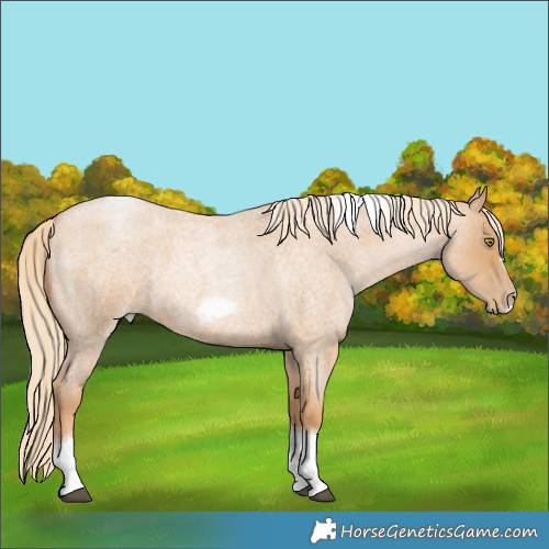 Horse Color:Red Roan Pearl Tobiano Frame