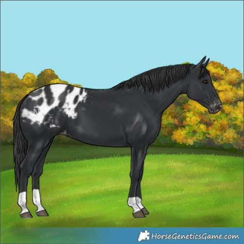 Horse Color:Black Blanket 